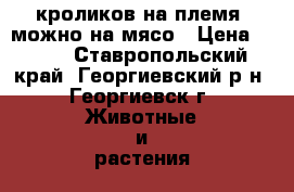  кроликов на племя .можно на мясо › Цена ­ 180 - Ставропольский край, Георгиевский р-н, Георгиевск г. Животные и растения » Другие животные   